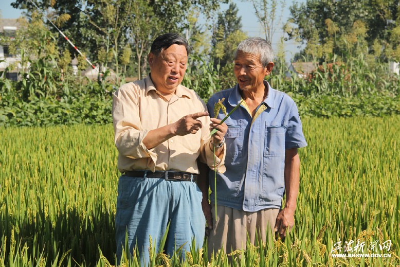 坎北街道農(nóng)技人員深入田間地頭