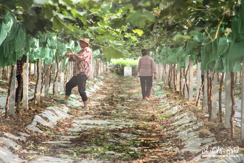 創(chuàng)越生態(tài)葡萄示范基地