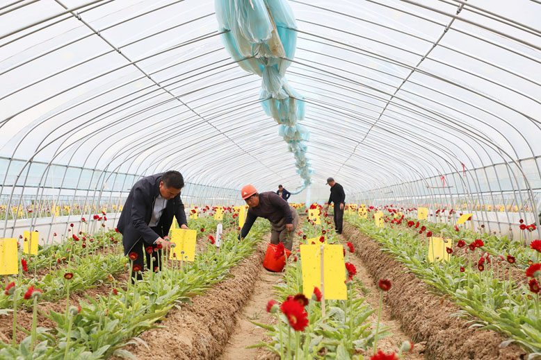 東坎街道三烈村非洲菊種植基地