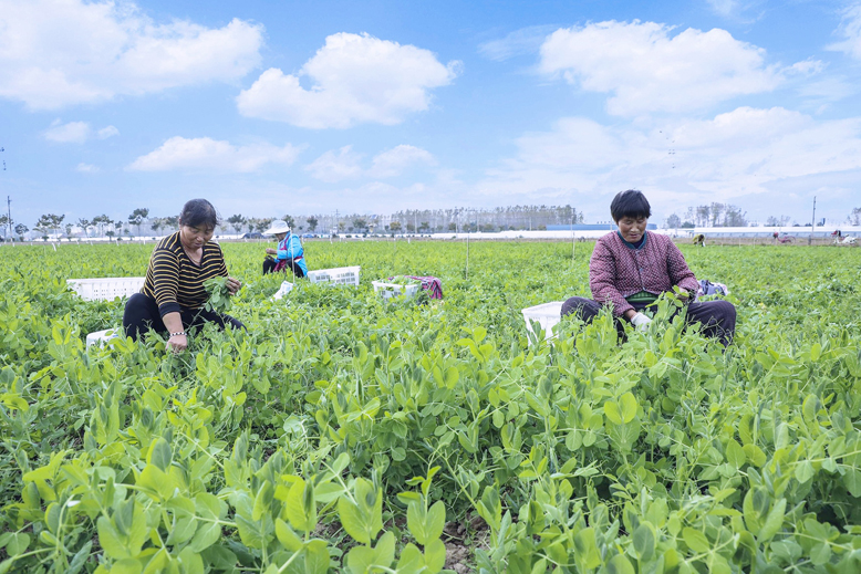 野塘生態(tài)農(nóng)業(yè)有限公司