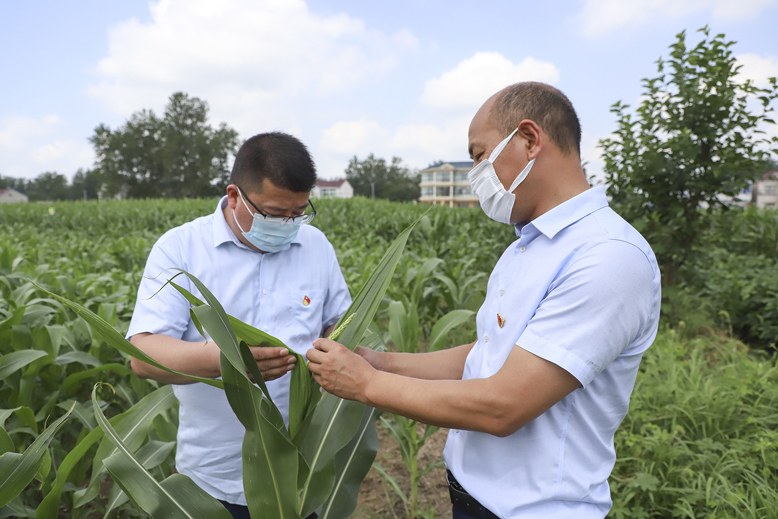 縣植保站工作人員察看玉米綠色示范田病蟲(chóng)害防控情況