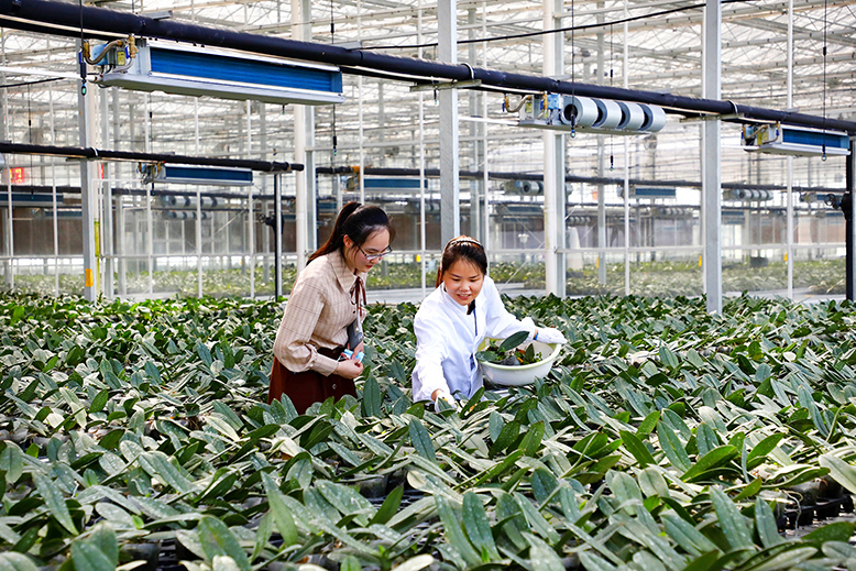 蝴蝶蘭花卉種植基地