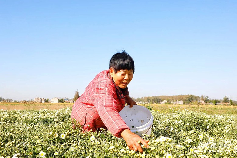 正紅鎮(zhèn)大灘村菊花種植基地