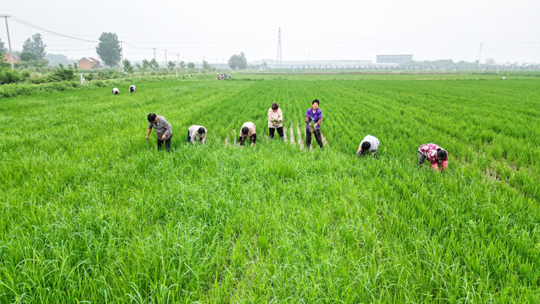 縣農(nóng)業(yè)園彥程種業(yè)科技公司水稻種植基地田管現(xiàn)場(chǎng)