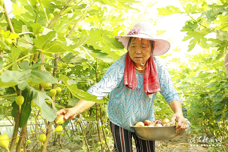 通榆鎮(zhèn)守根家庭農(nóng)場無花果迎來豐收季