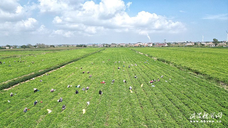 濱海港經(jīng)濟(jì)區(qū)白首烏種植基地