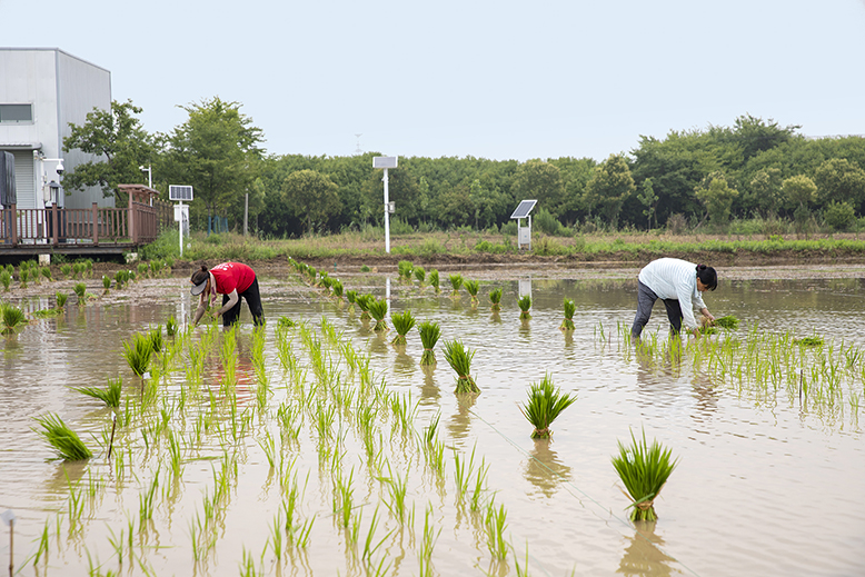 縣農(nóng)業(yè)園水稻種植實驗田進入插秧環(huán)節(jié)